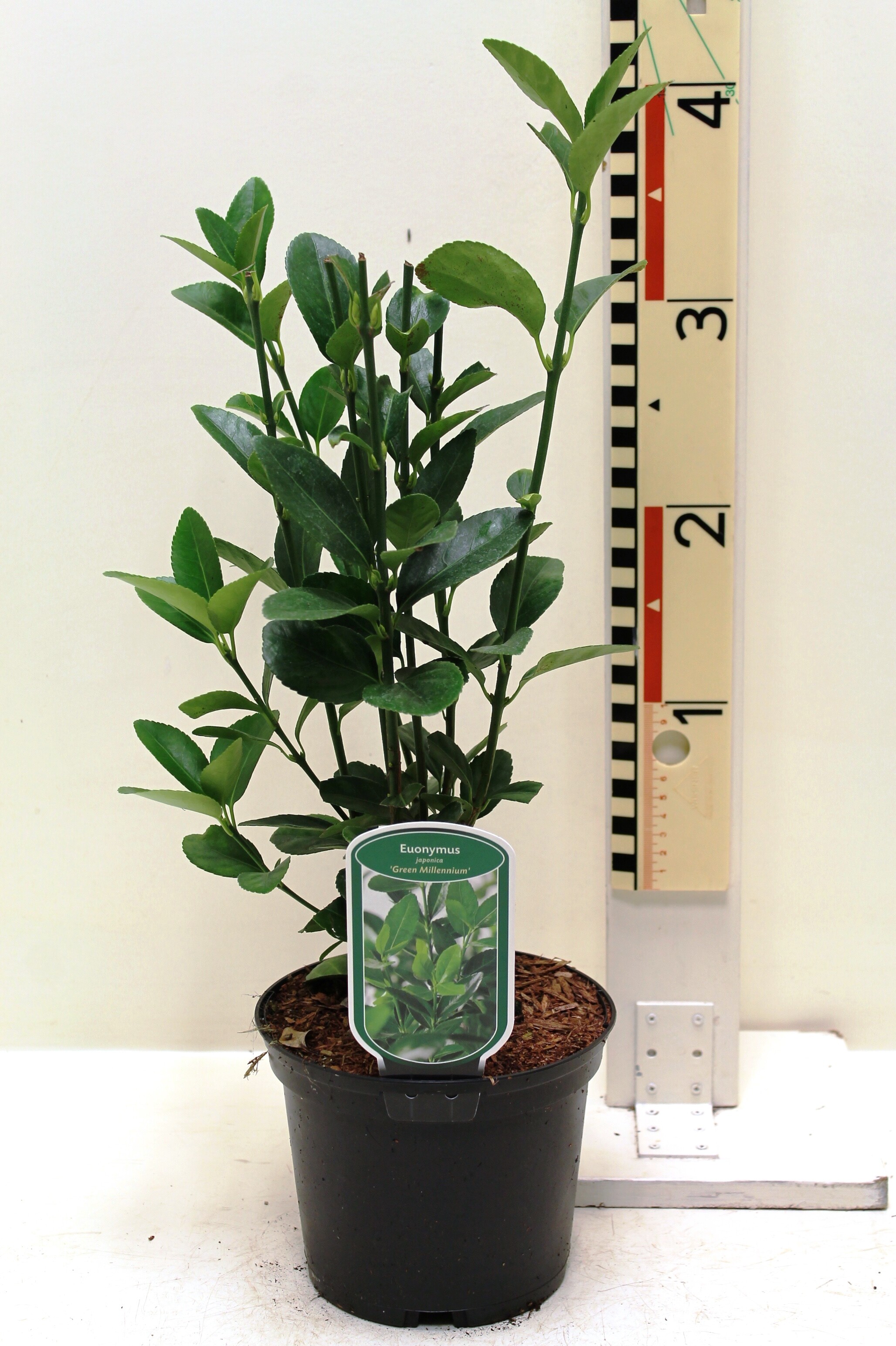 Euonymus japonica 'Green Millennium' c2